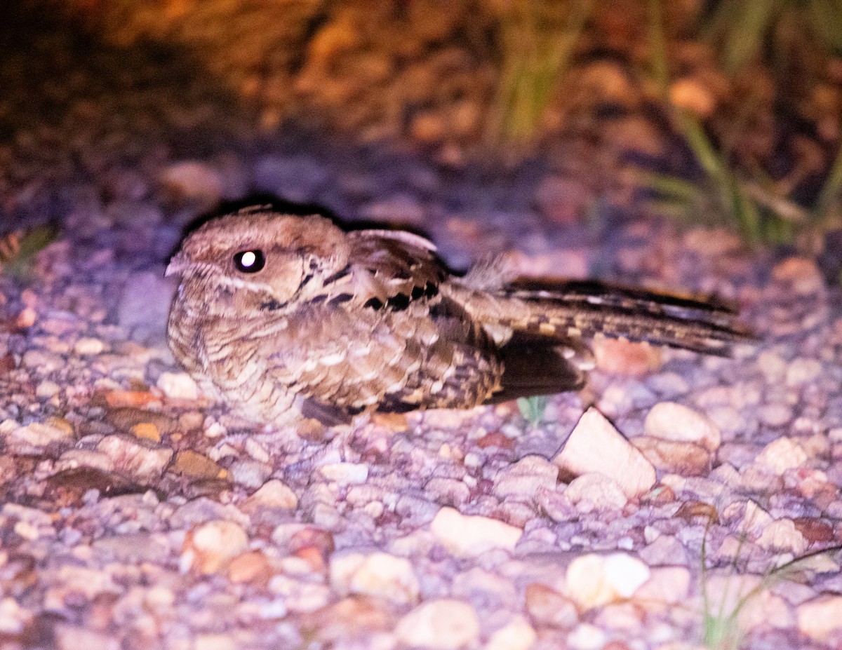 Little Nightjar - ML644678288