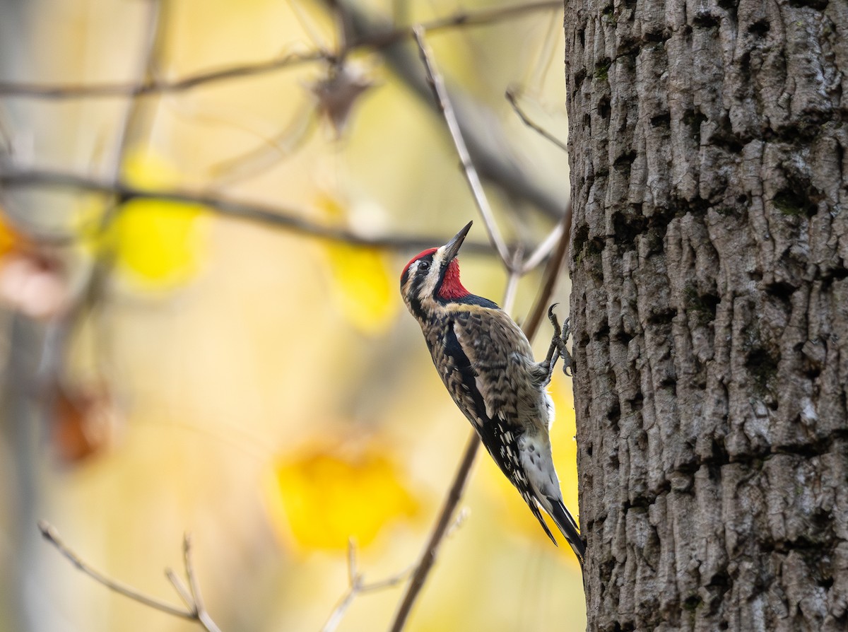 Yellow-bellied Sapsucker - ML644678292