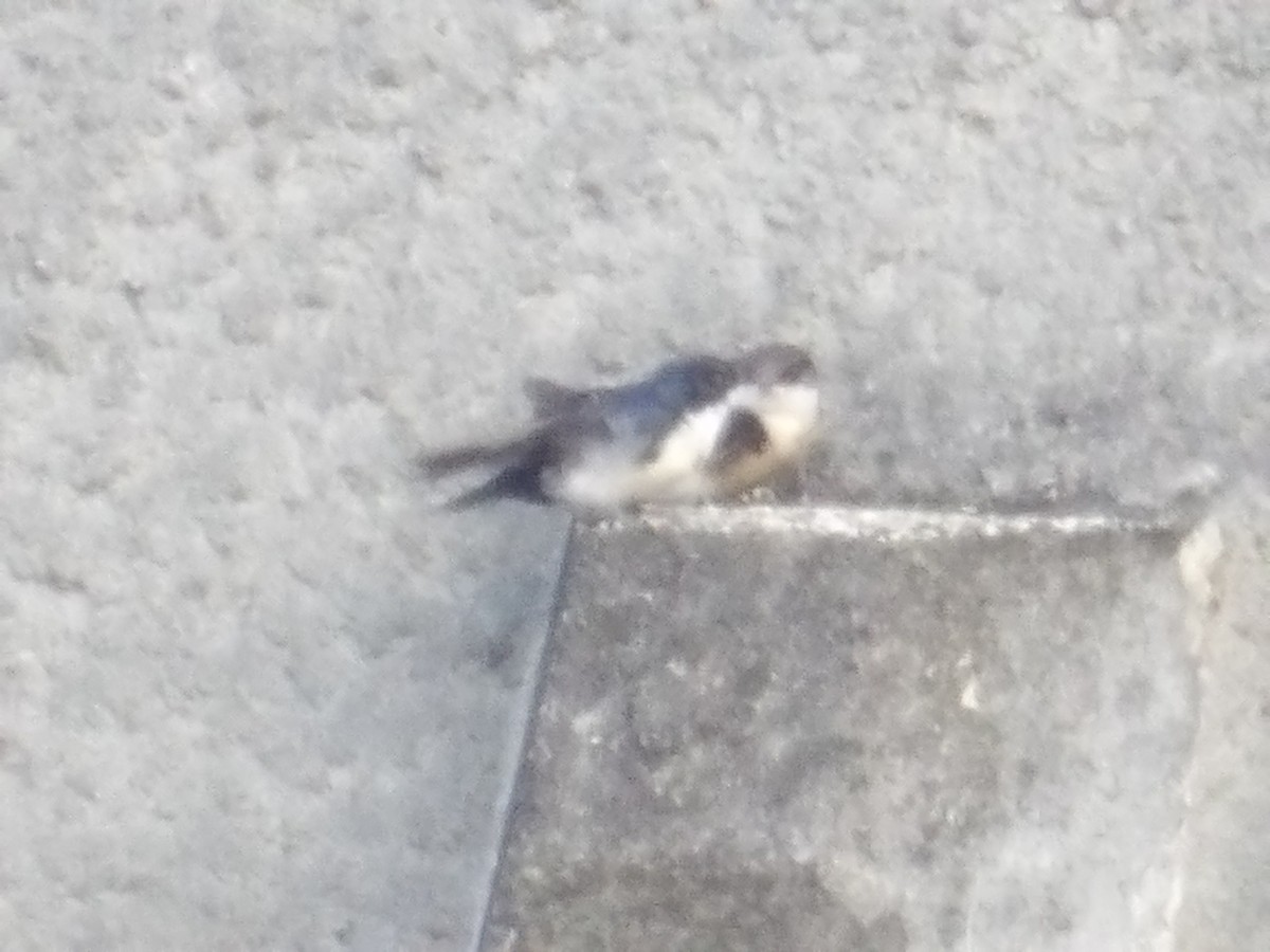 Blue-and-white Swallow (cyanoleuca) - ML644678294