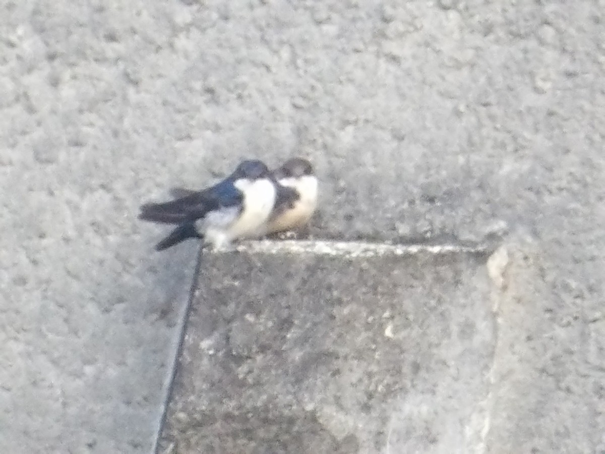 Blue-and-white Swallow (cyanoleuca) - ML644678295