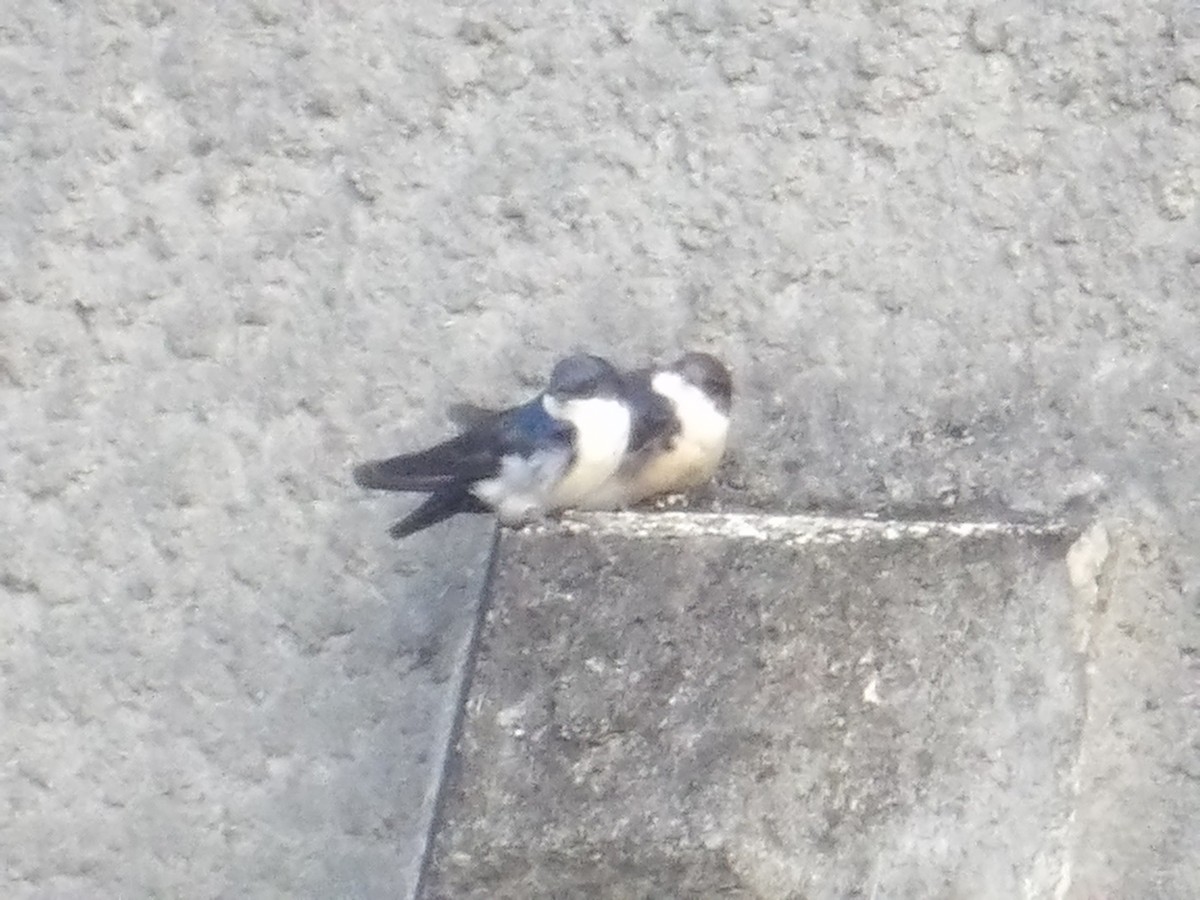 Blue-and-white Swallow (cyanoleuca) - ML644678296