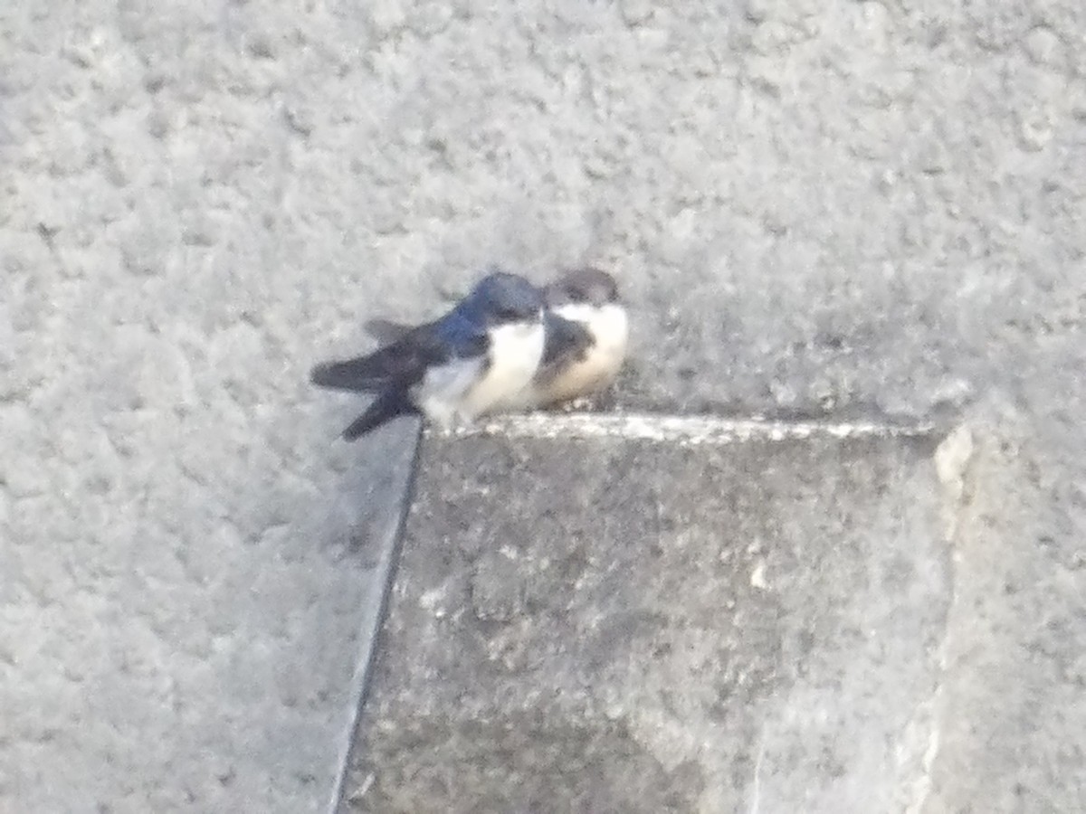 Blue-and-white Swallow (cyanoleuca) - ML644678297