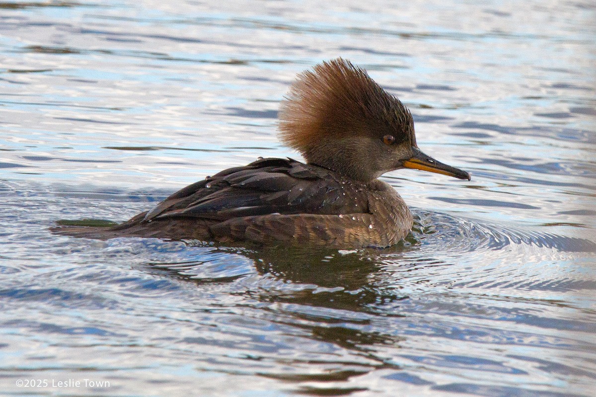 Zerra buruhandia - ML644678298