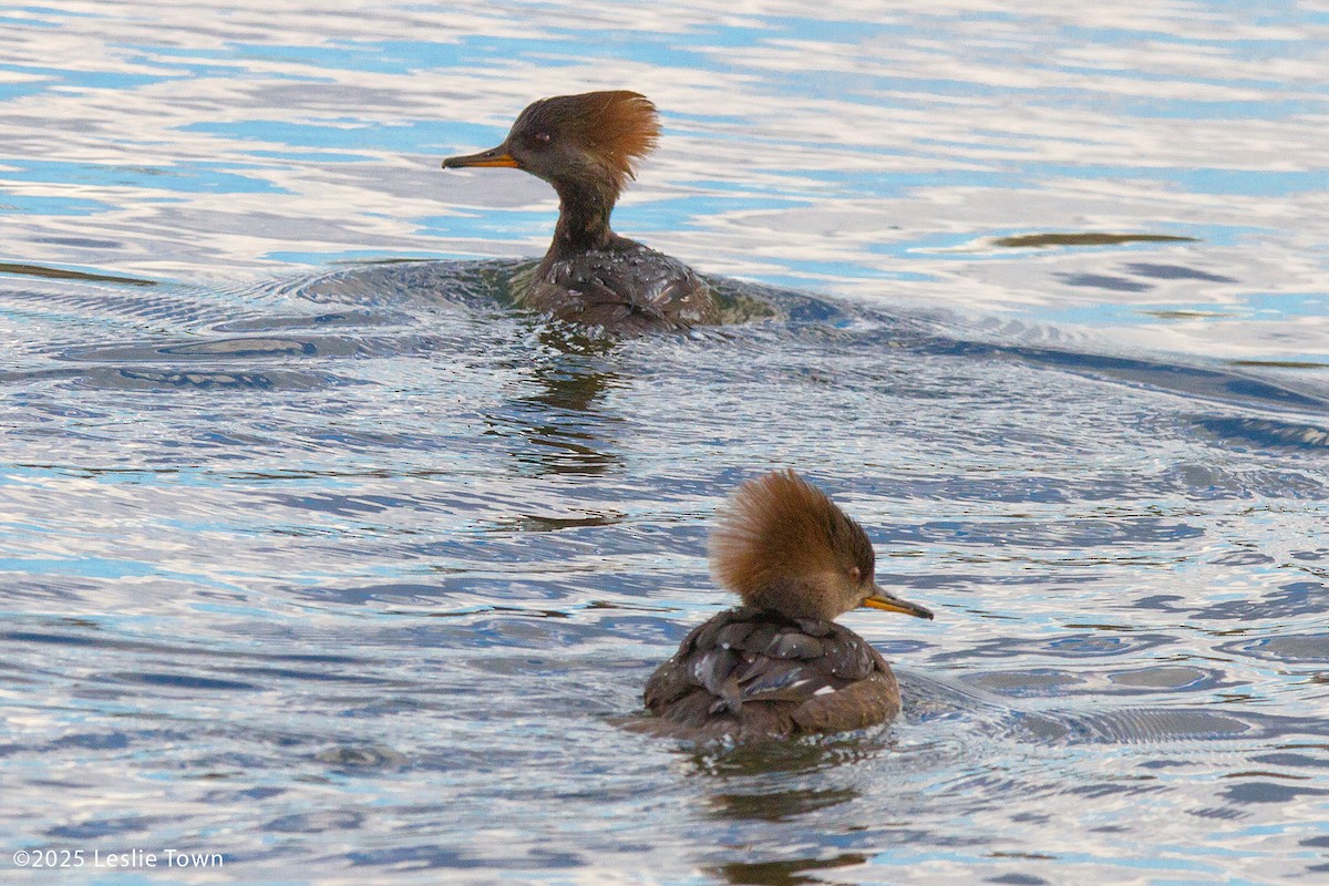 Zerra buruhandia - ML644678299