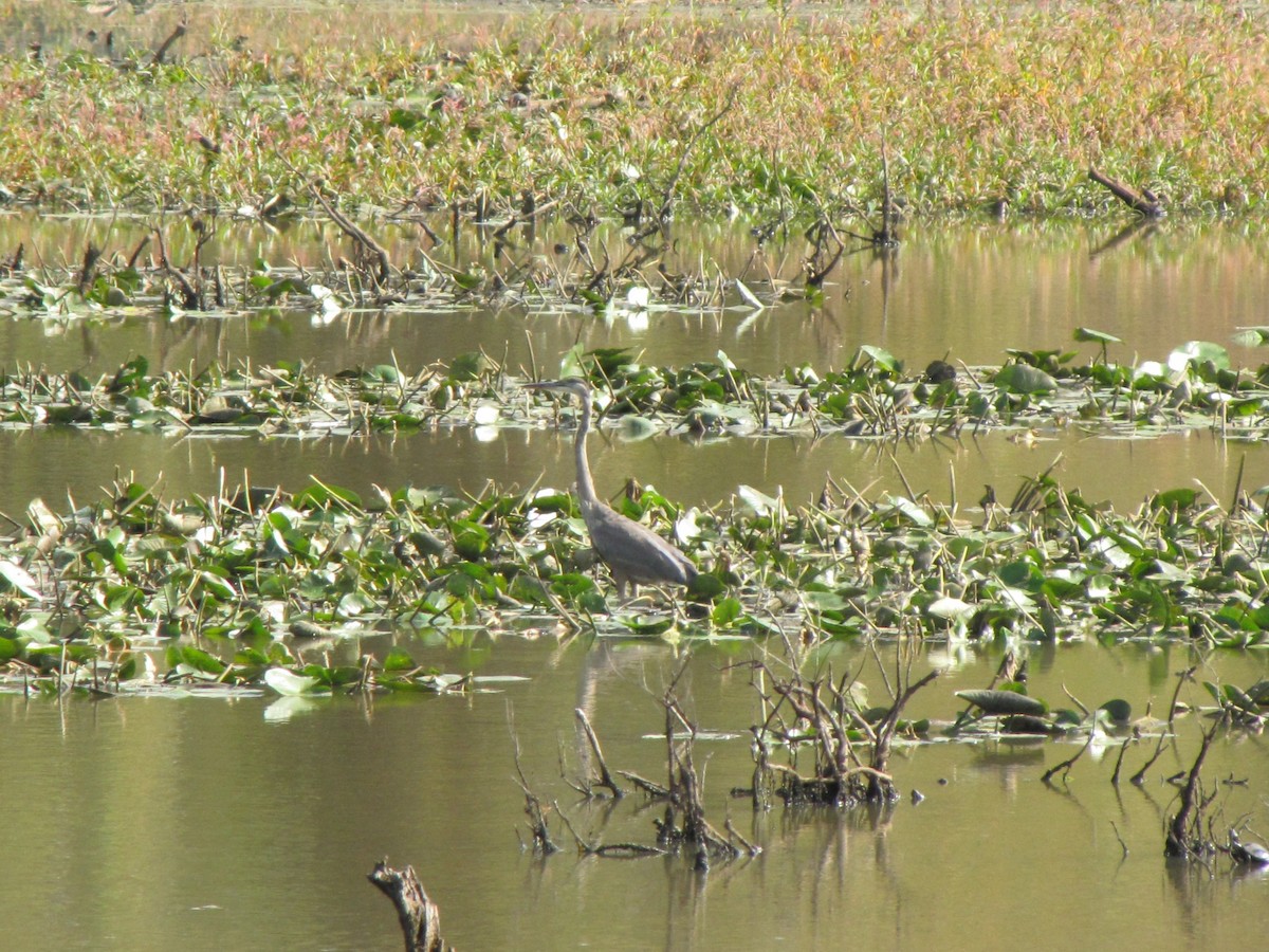 Koartza hauskara amerikarra - ML644678300