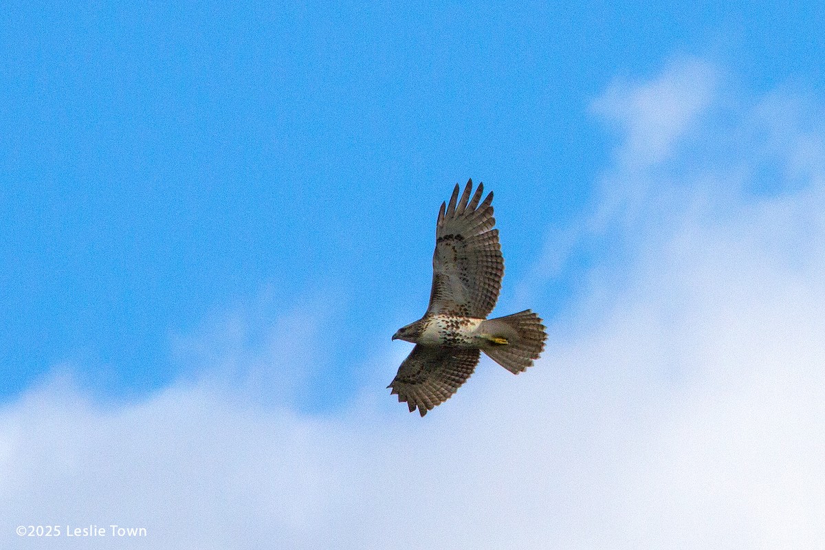 Zapelatz buztangorria - ML644678304