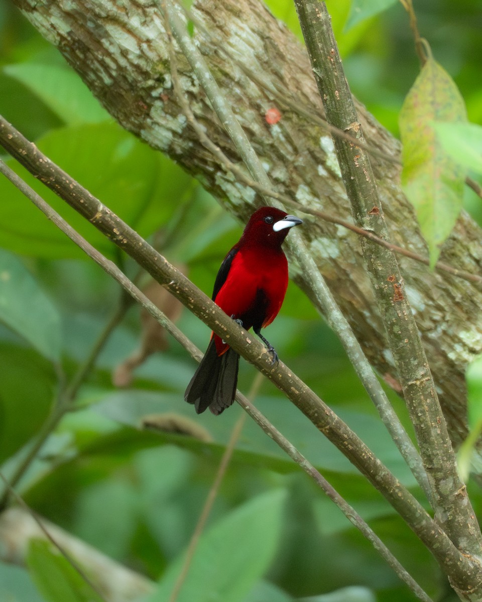 Crimson-backed Tanager - ML644678305