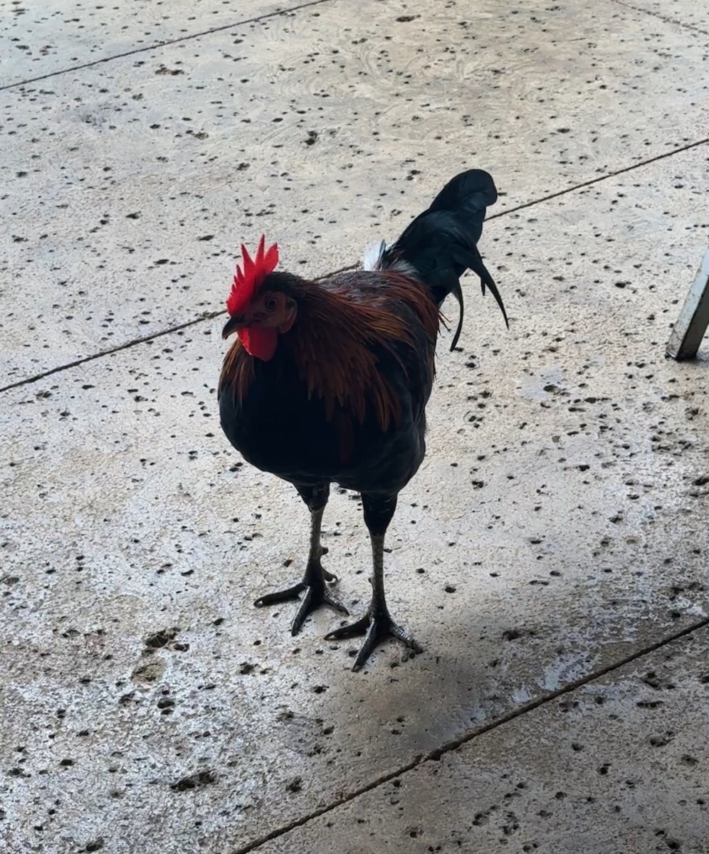 jungelhane (domestisert) - ML644678306