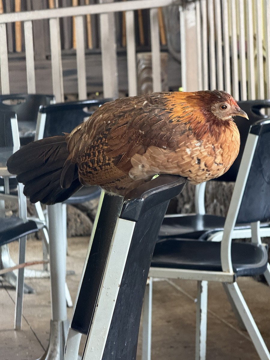 jungelhane (domestisert) - ML644678307