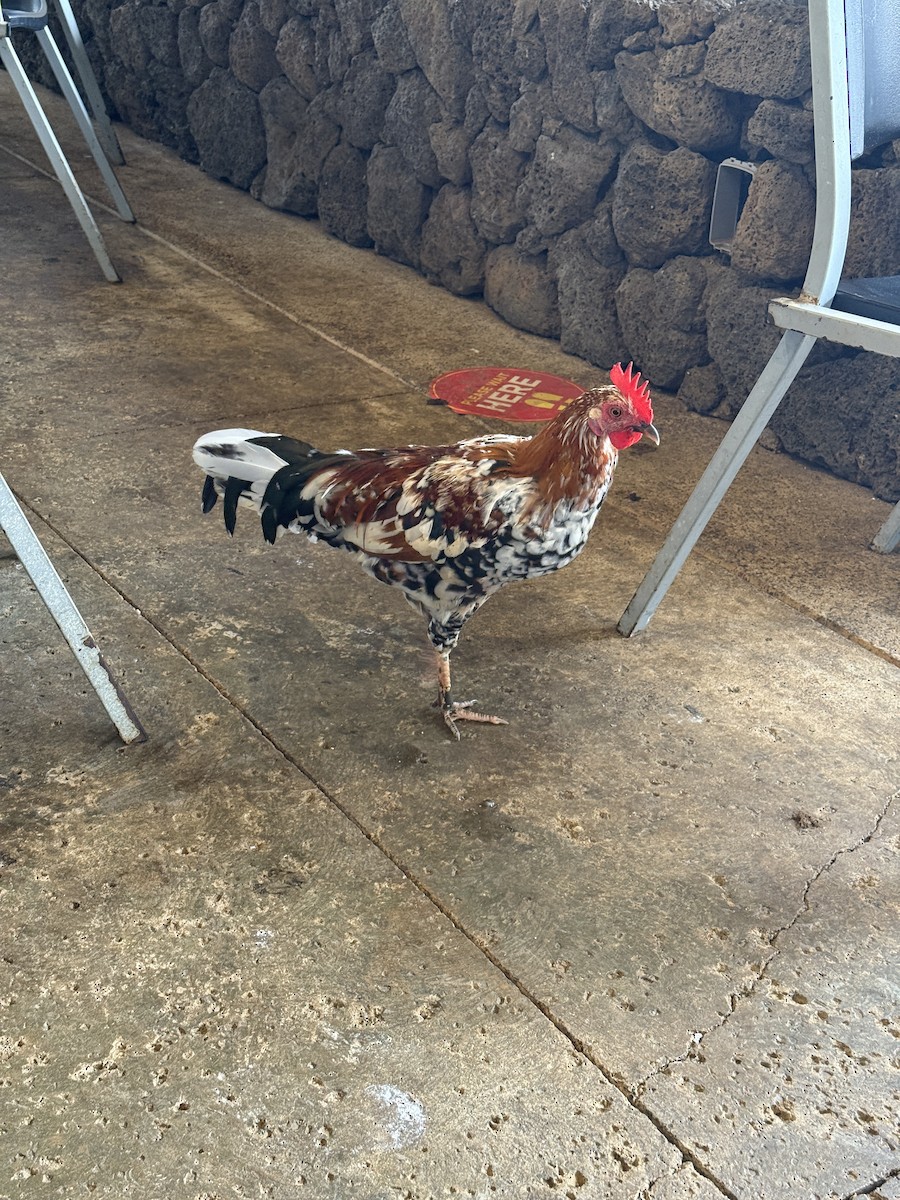 jungelhane (domestisert) - ML644678308