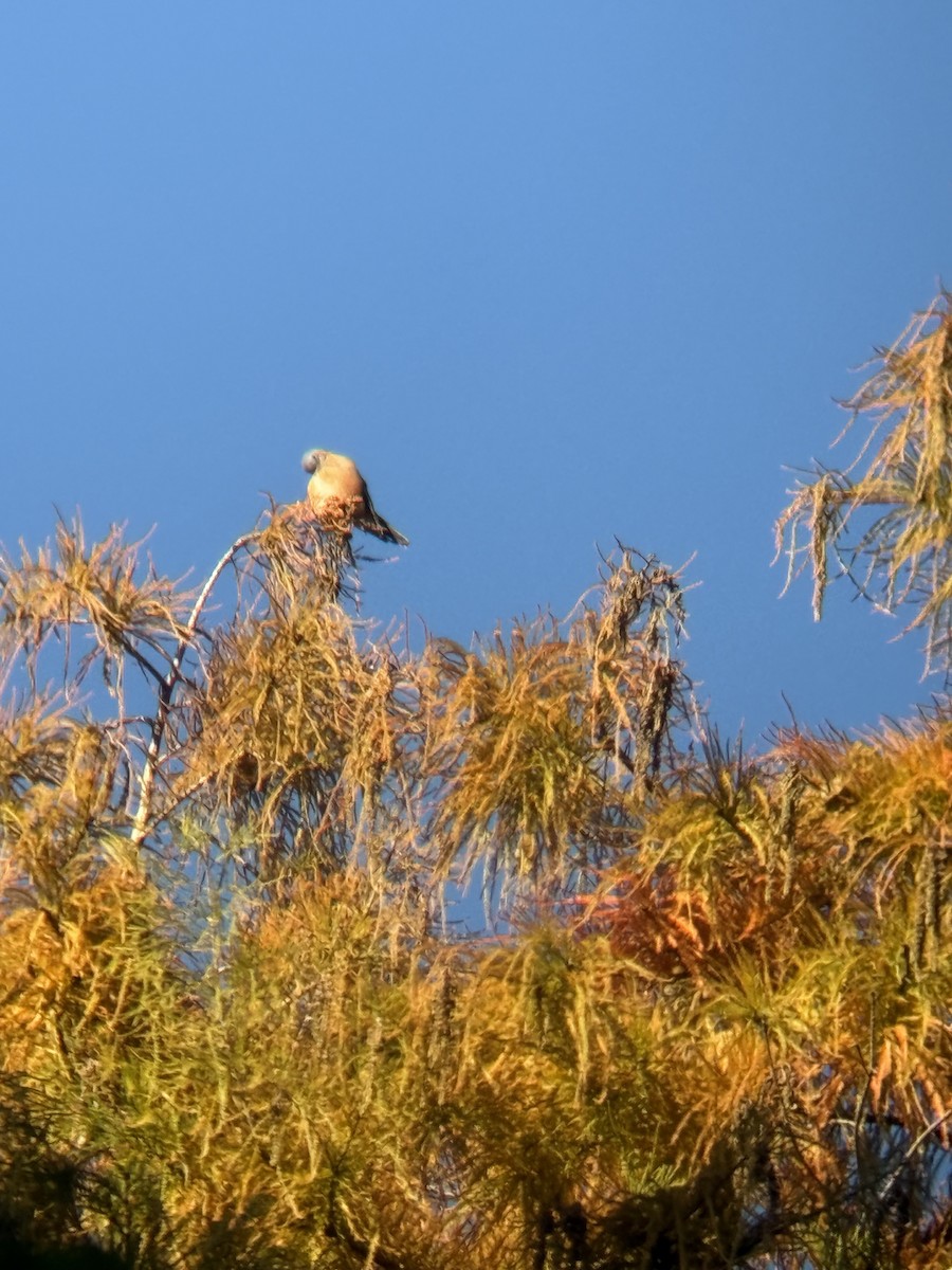 Sharp-shinned Hawk - ML644678309