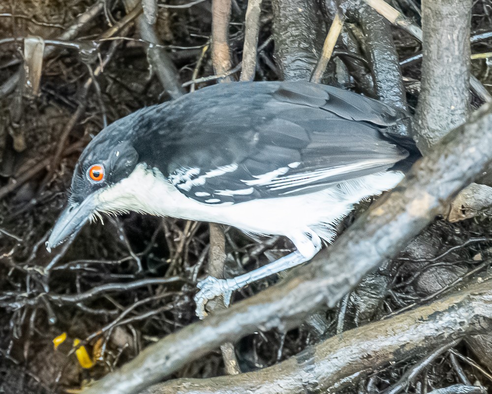 Great Antshrike - ML644678310