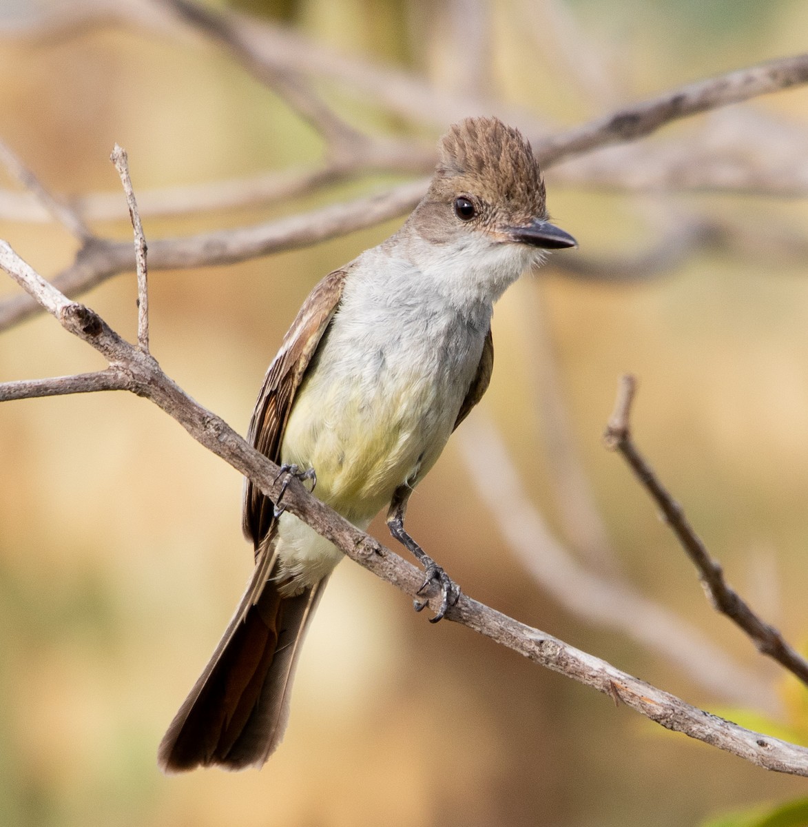 Brown-crested Flycatcher - ML644678311