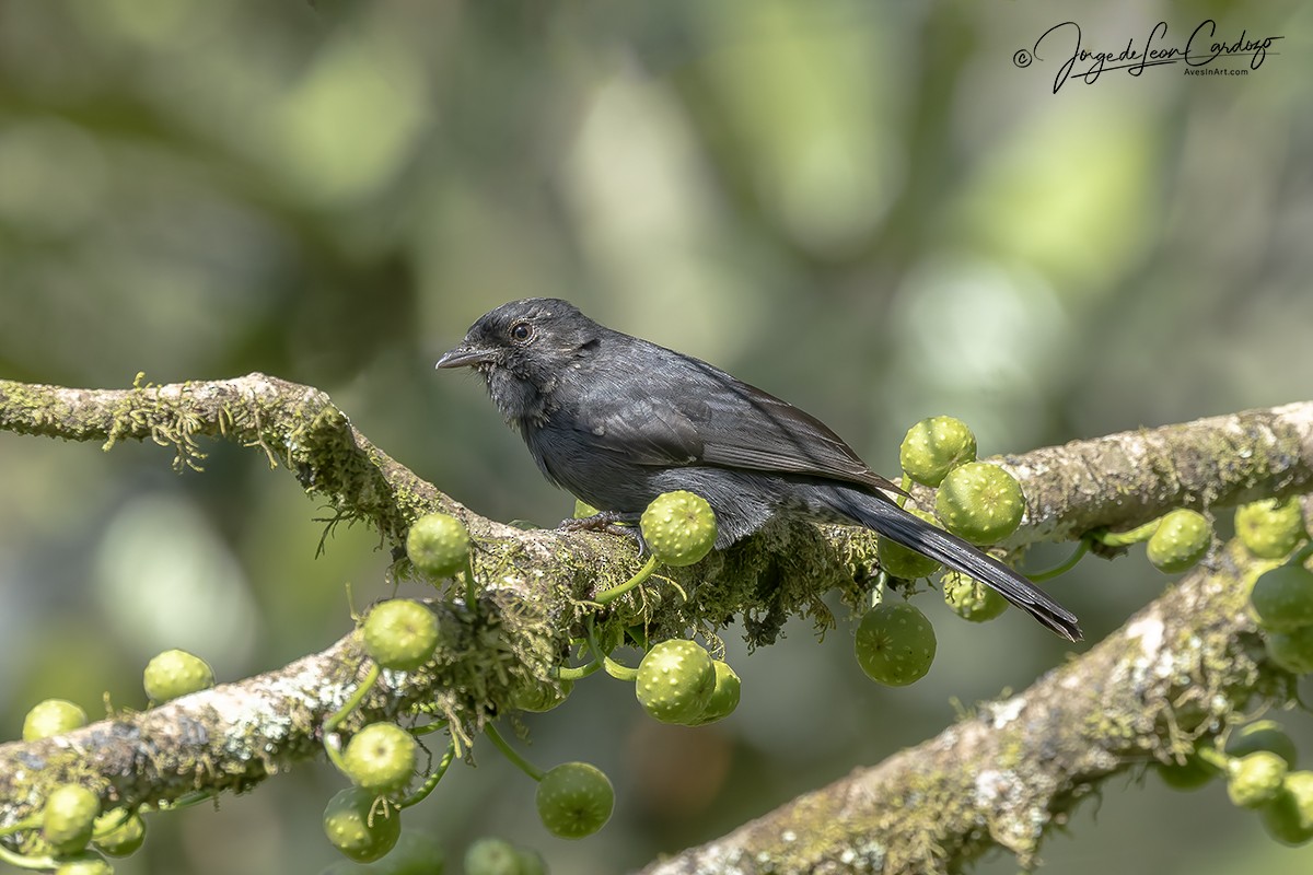 Northern Black-Flycatcher - ML644678312