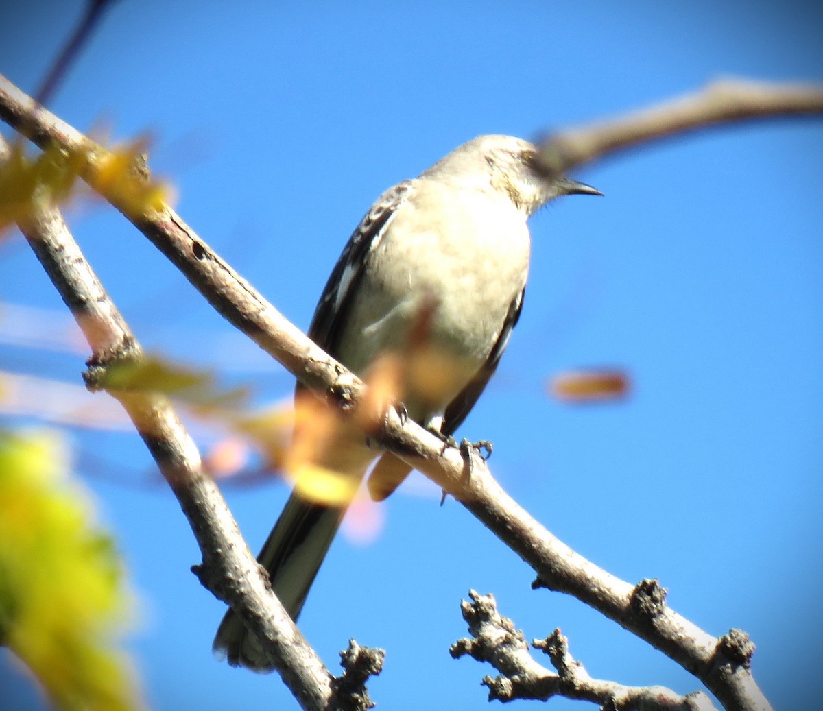 Northern Mockingbird - ML644678313