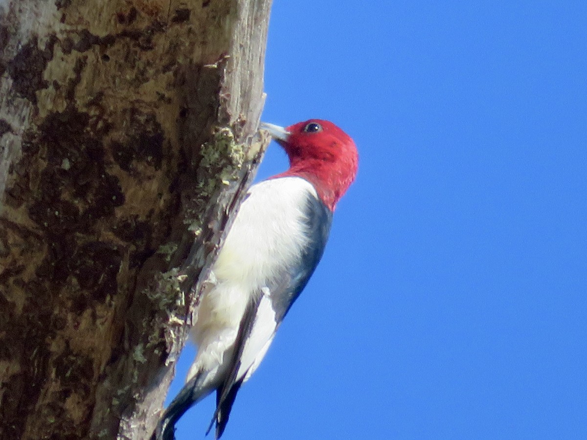 Red-headed Woodpecker - ML644678314