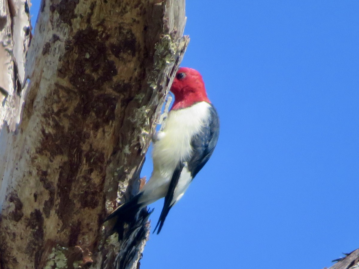 Red-headed Woodpecker - ML644678315