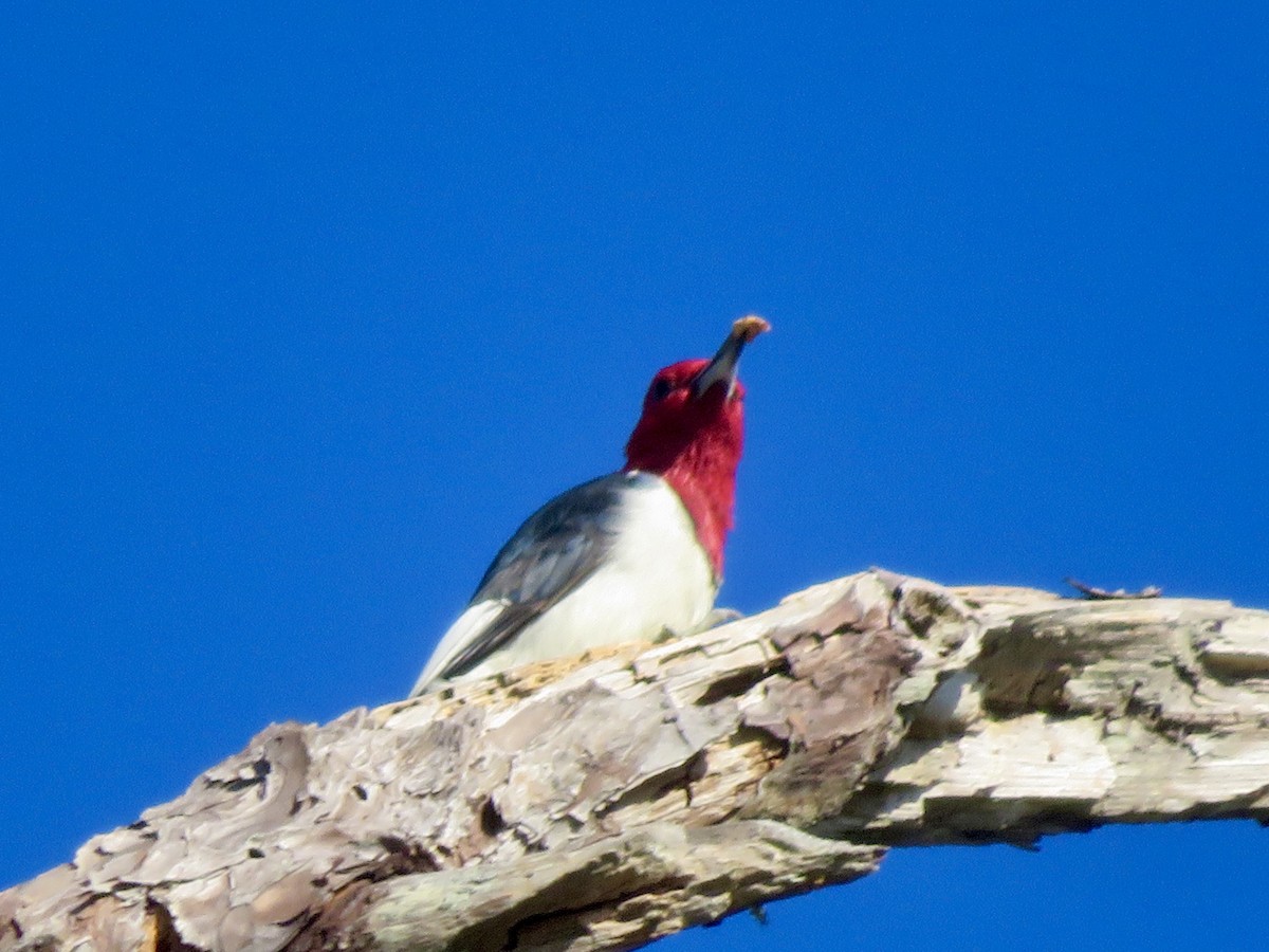 Red-headed Woodpecker - ML644678316