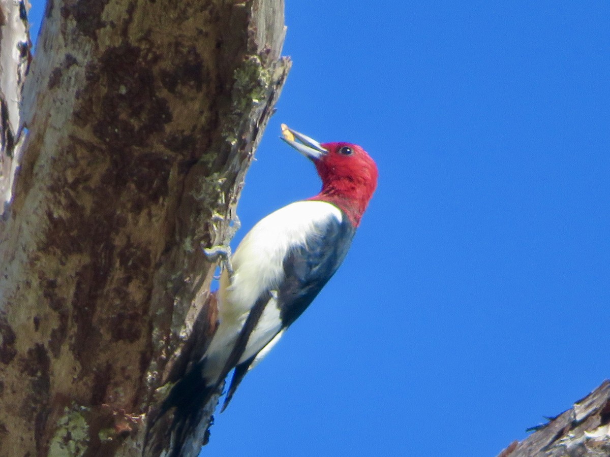 Red-headed Woodpecker - ML644678317