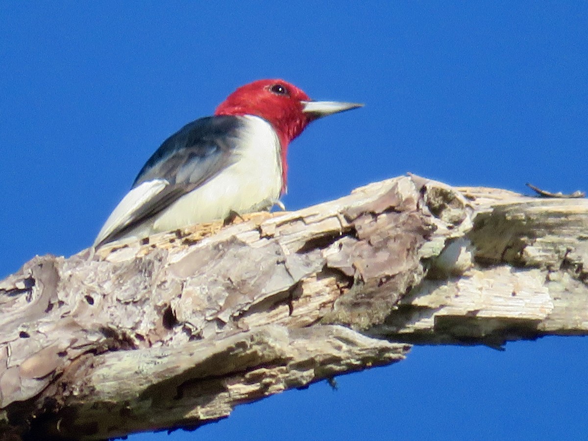 Red-headed Woodpecker - ML644678318