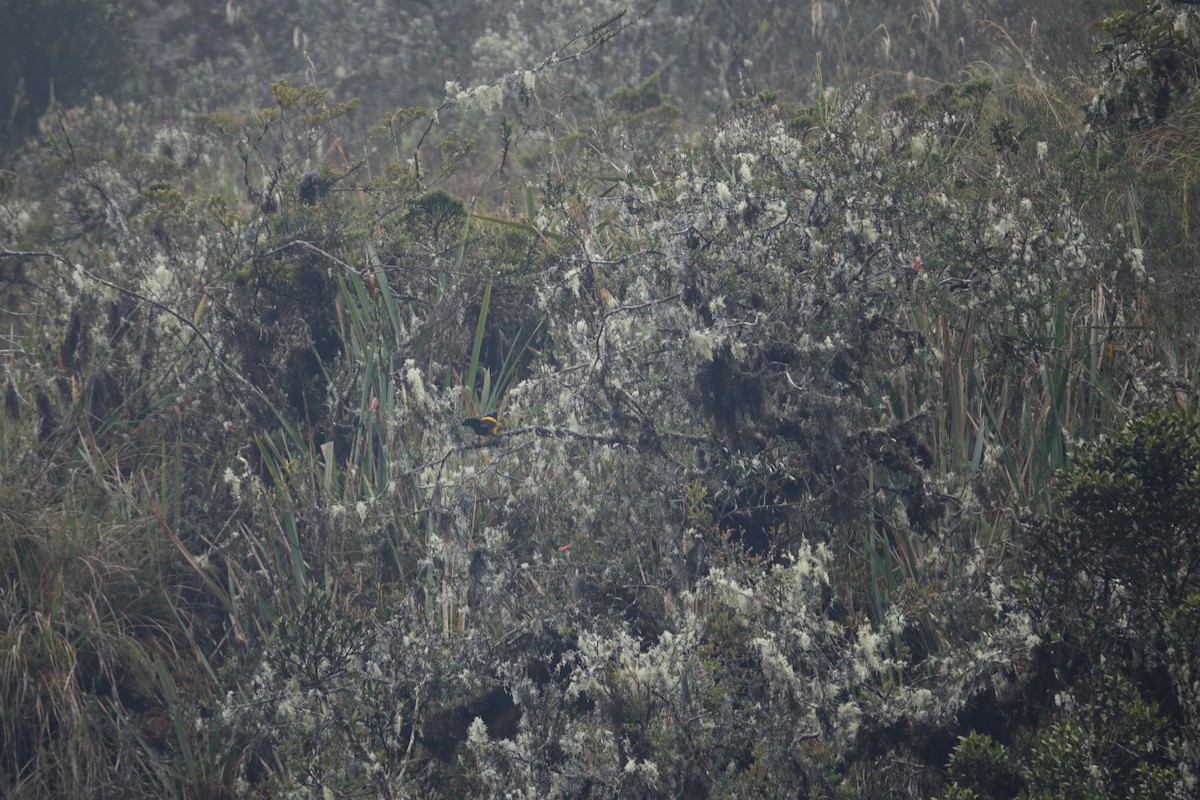 Golden-backed Mountain Tanager - ML644678319