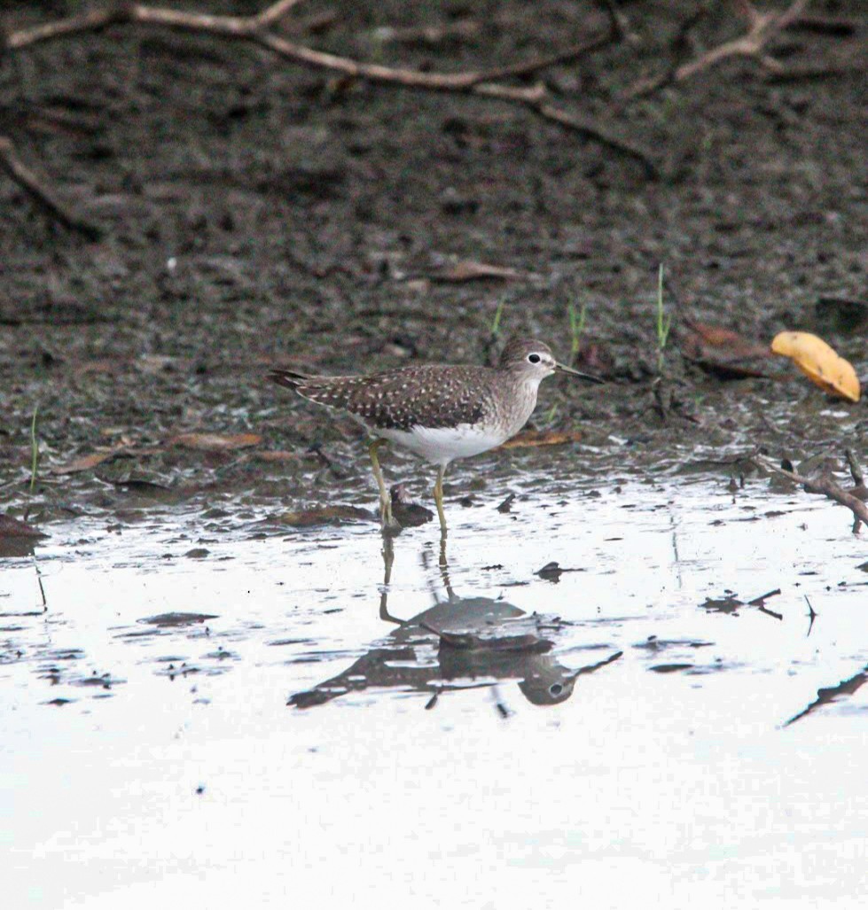 Kuliska bakartia - ML644678321