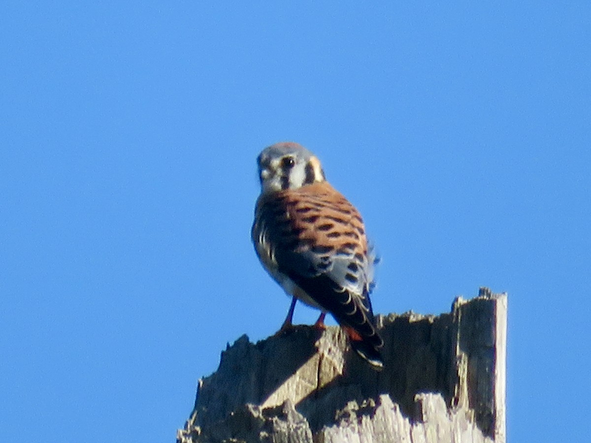 Belatz amerikarra - ML644678322