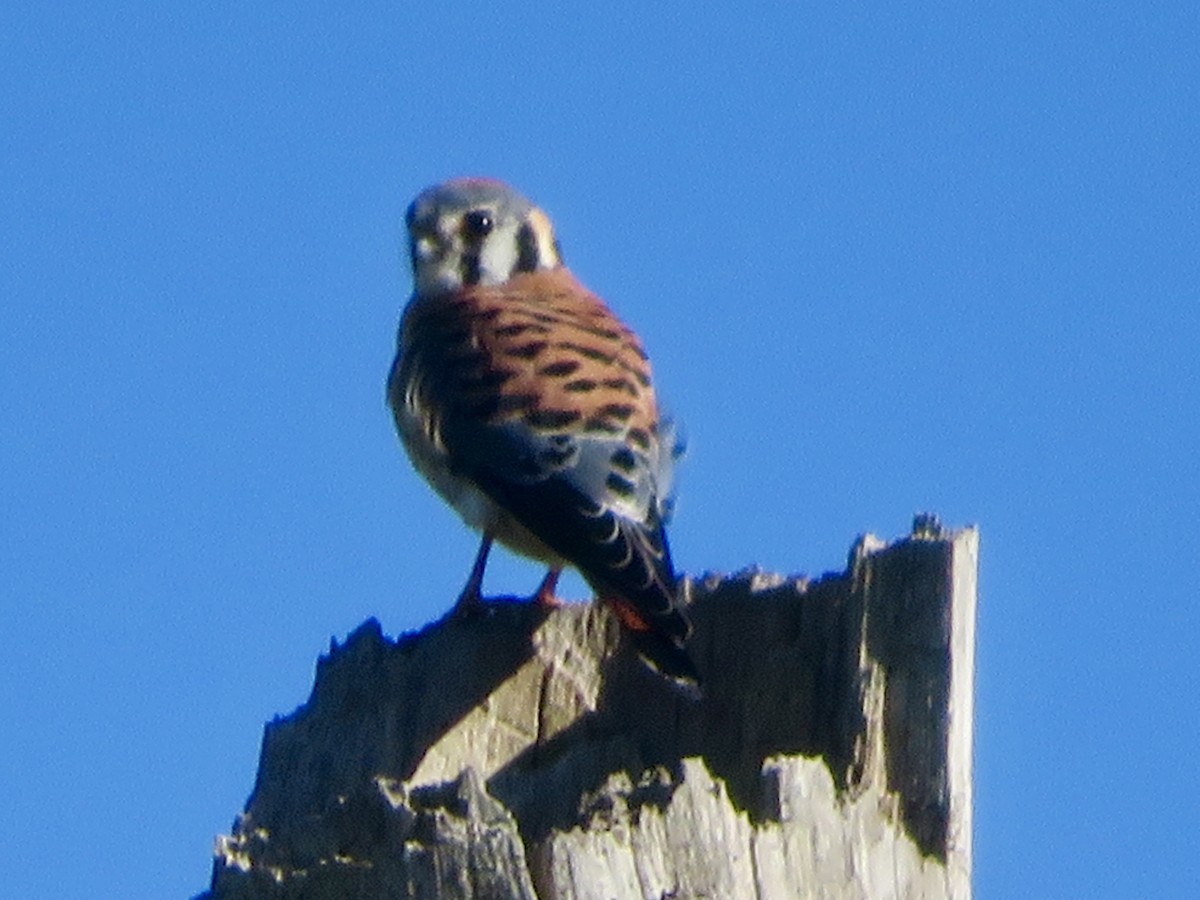 Belatz amerikarra - ML644678323