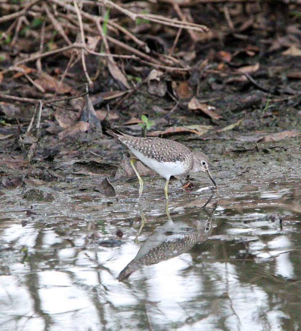 Kuliska bakartia - ML644678324