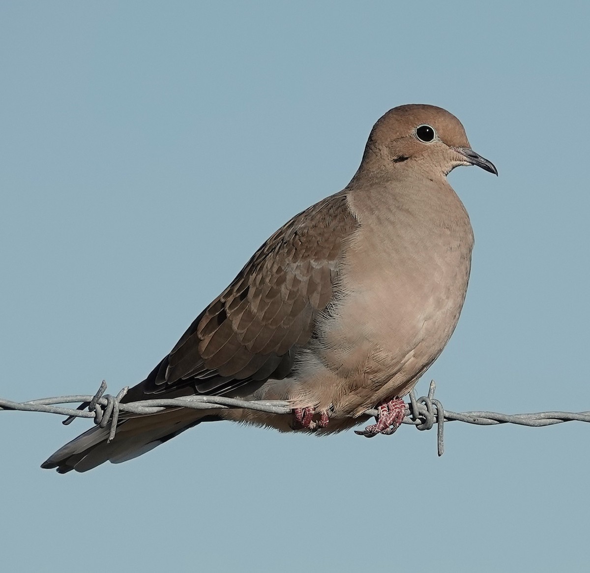 Mourning Dove - ML644678327