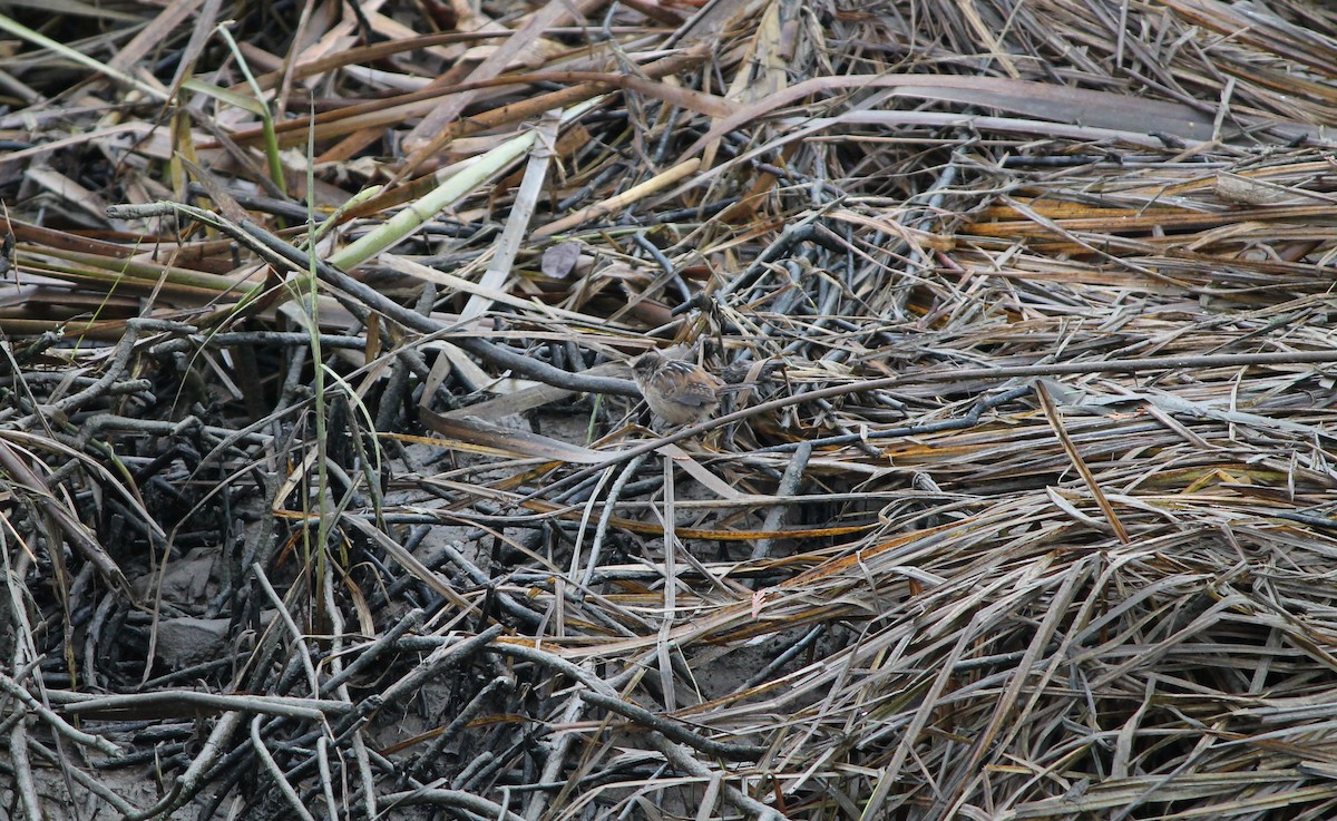 Marsh Wren - ML644678331