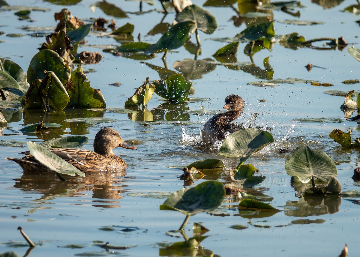 Пірникоза рябодзьоба - ML644678332