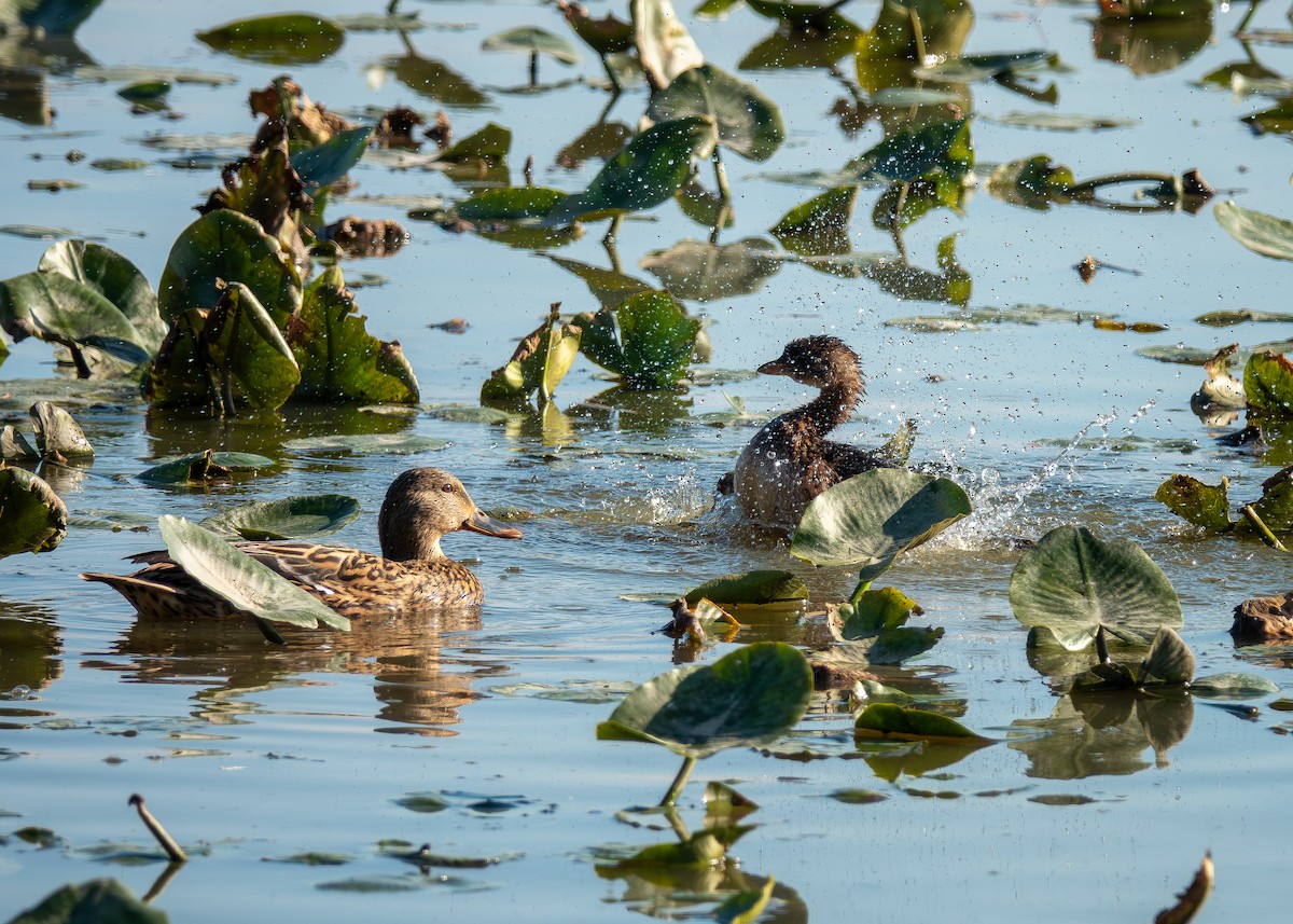 Пірникоза рябодзьоба - ML644678333