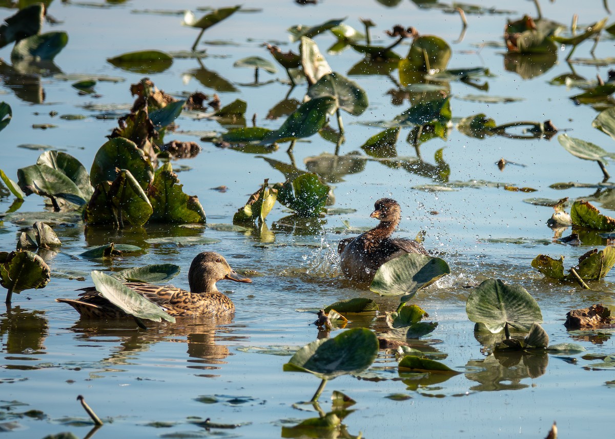 Пірникоза рябодзьоба - ML644678334
