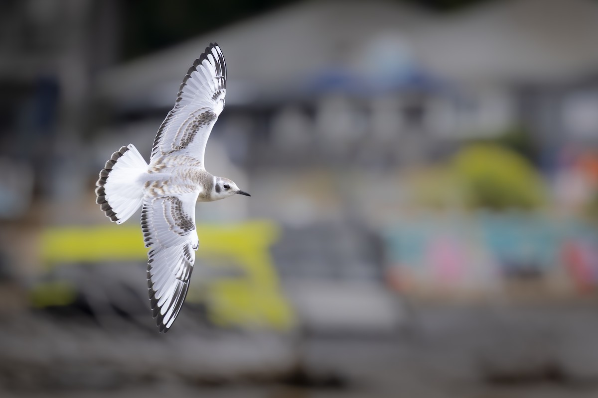 Bonaparte's Gull - ML644678337