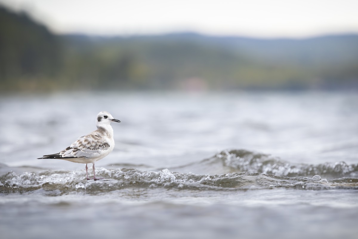 Bonaparte's Gull - ML644678338