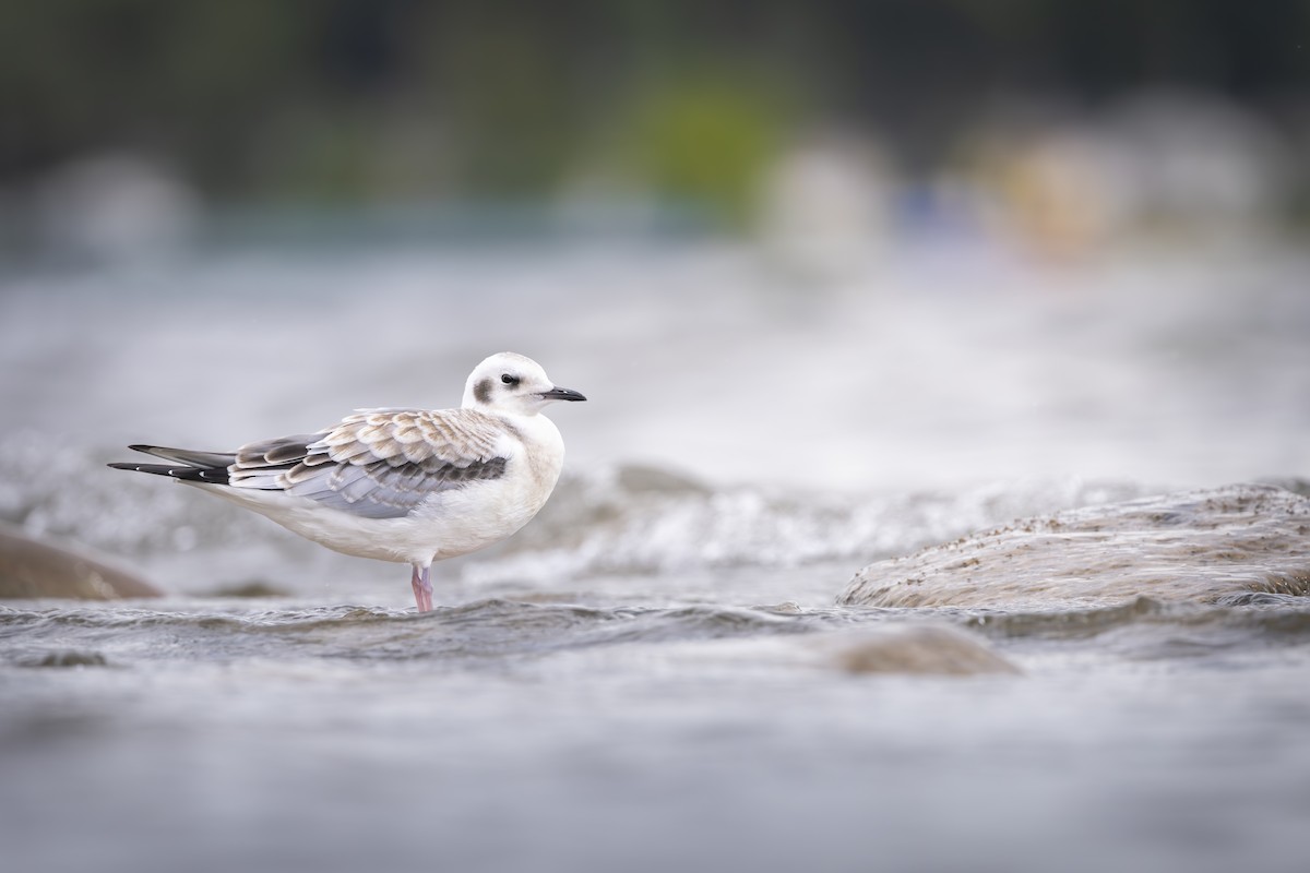 Bonaparte's Gull - ML644678339