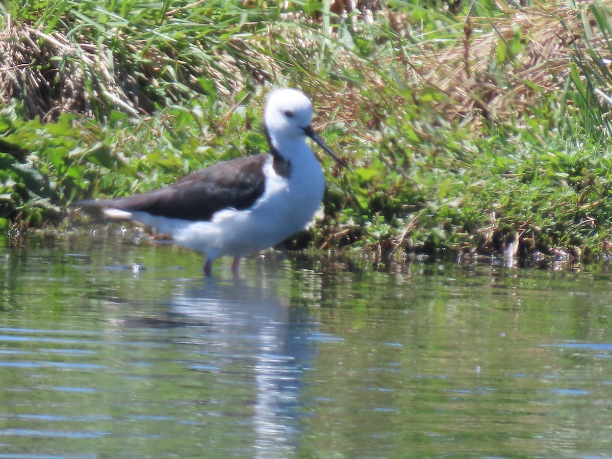 Австралийский ходулочник - ML644678341