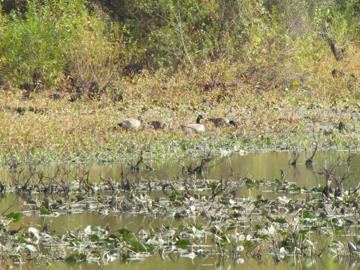 Canada Goose - ML644678342