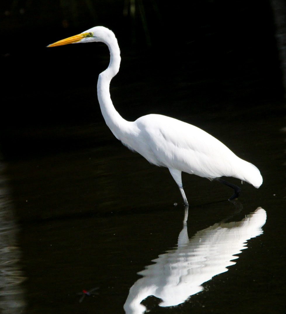 Silberreiher - ML644678344