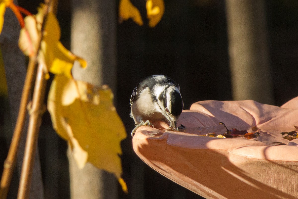 Downy Woodpecker - ML644678345