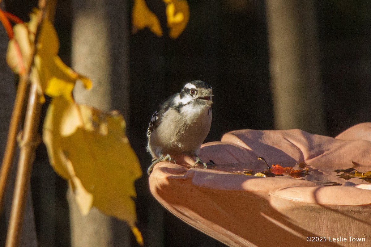 Downy Woodpecker - ML644678346