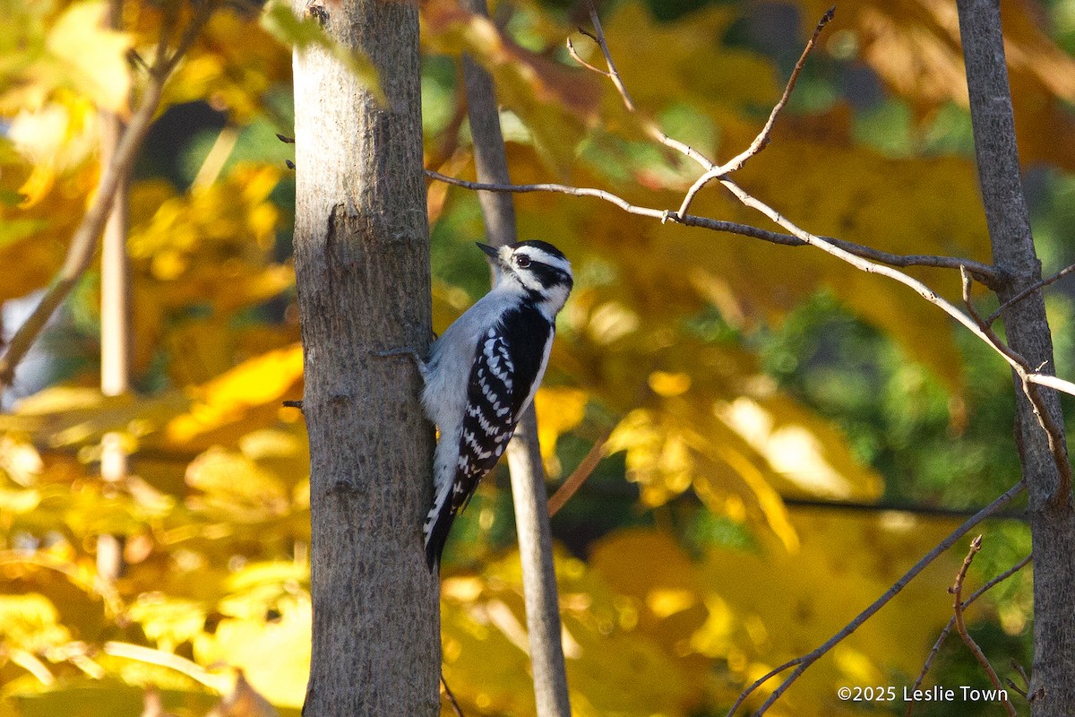 Downy Woodpecker - ML644678347