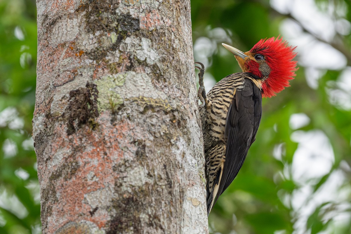 morionspett - ML644678351