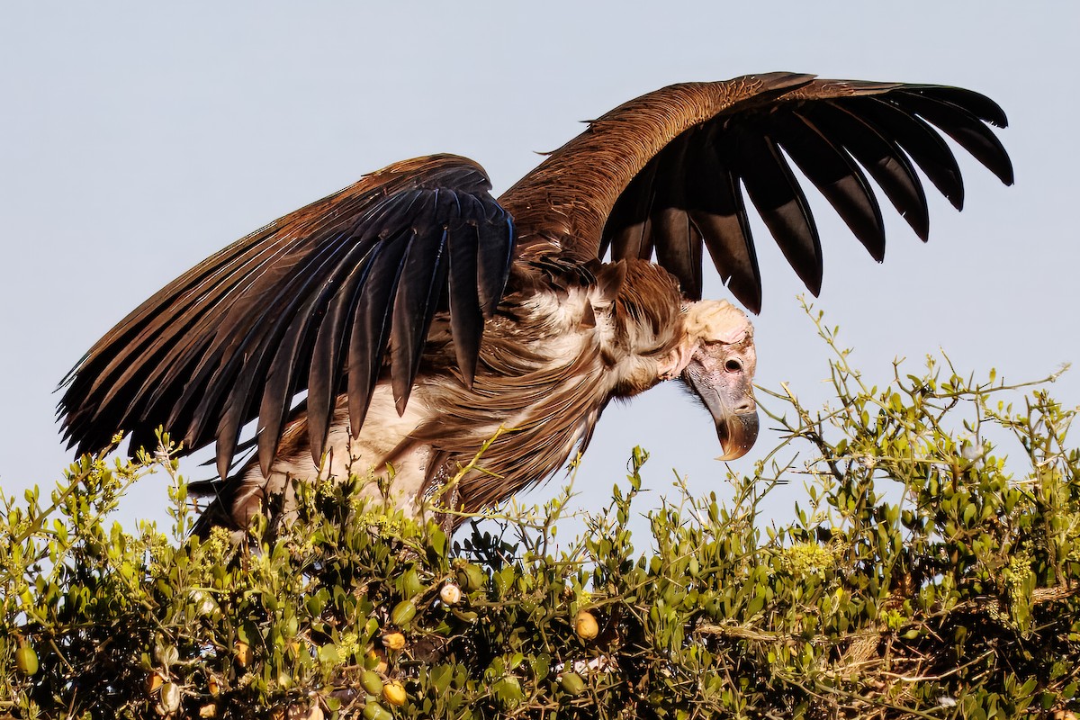 Sai belarriduna - ML644678354