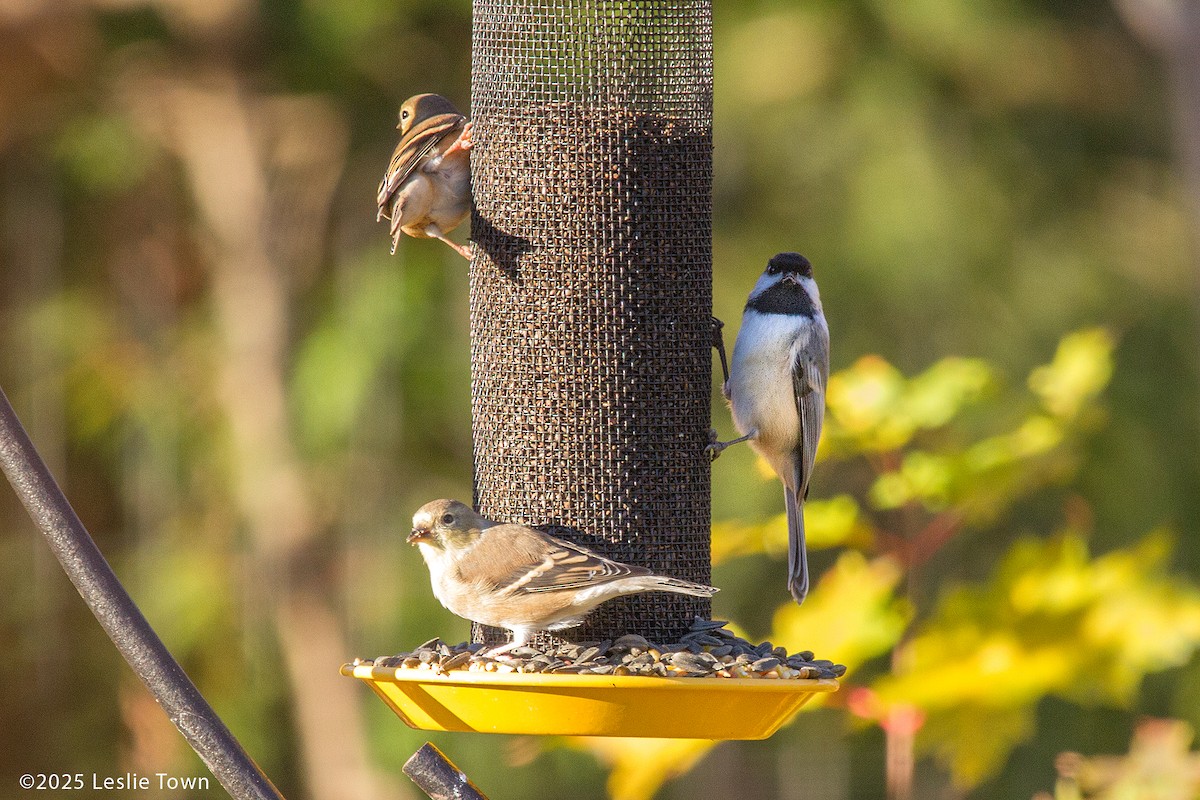 American Goldfinch - ML644678355