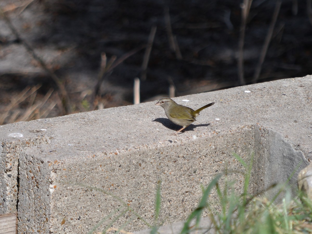 Olive Sparrow - ML644678356