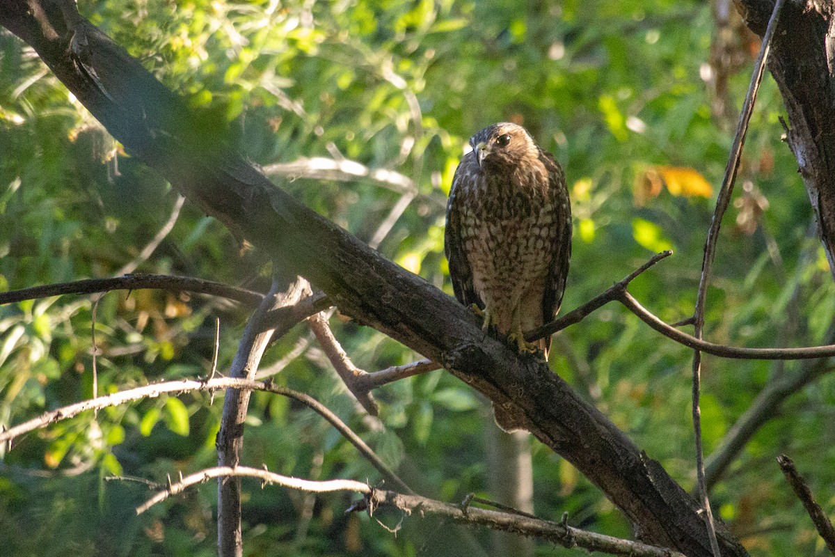 Red-shouldered Hawk - ML644678378