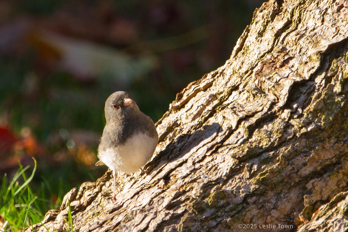 Dark-eyed Junco - ML644678379