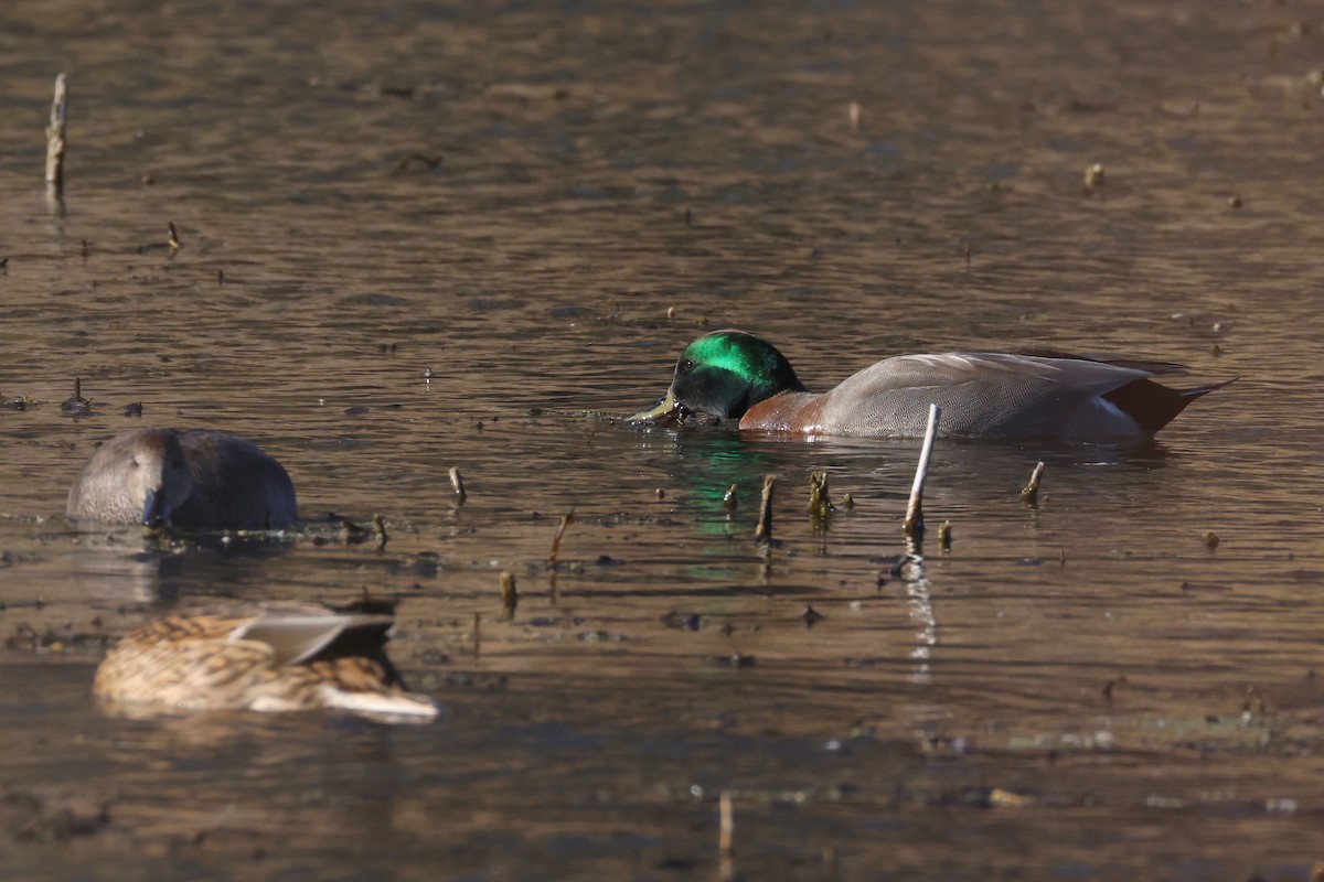 Ipar-ahatea x Basahatea (hibridoa) - ML644678385